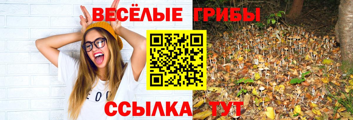 Псилоцибиновые грибы Psilocybine cubensis Ефремов
